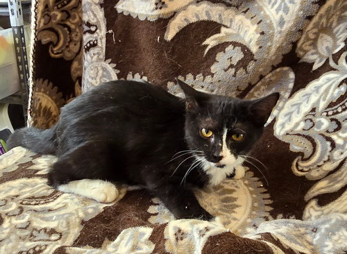 picture of the cat needing adoption
