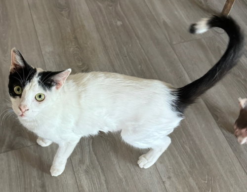 picture of the cat needing adoption