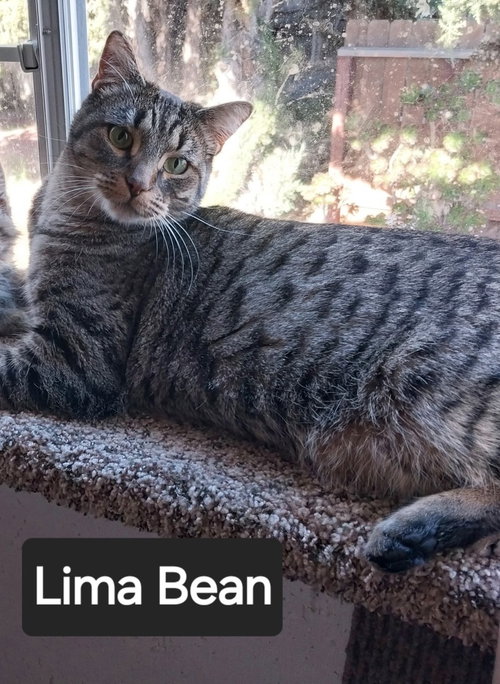 picture of the cat needing adoption