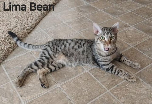picture of the cat needing adoption