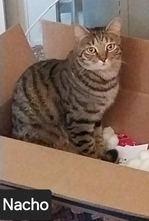 picture of the cat needing adoption
