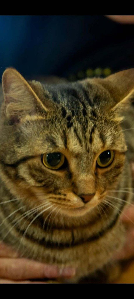 picture of the cat needing adoption