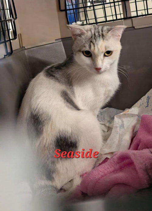 picture of the cat needing adoption