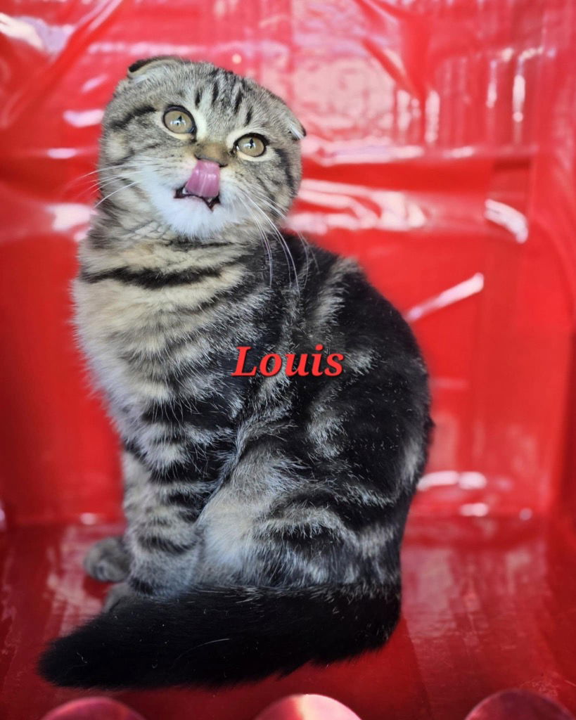 Louis