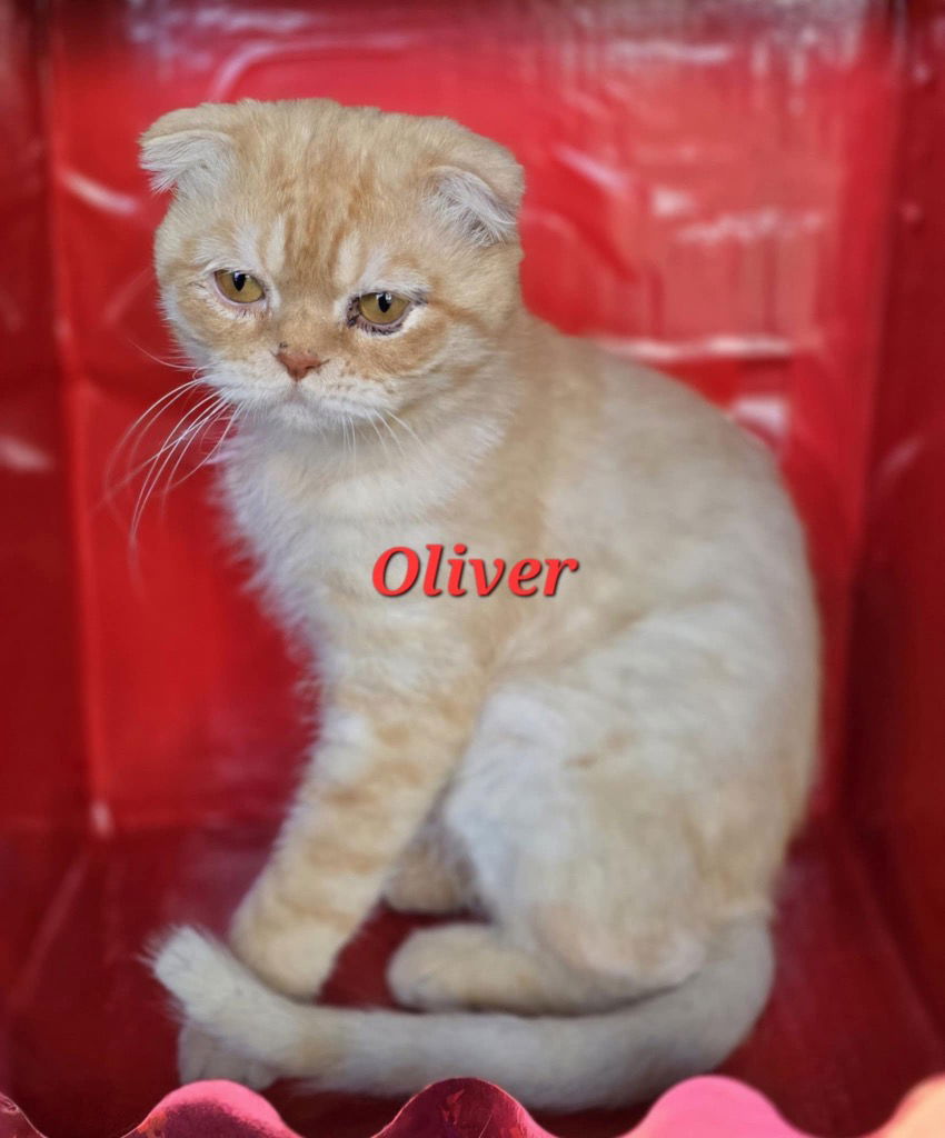 Oliver