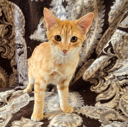 picture of the cat needing adoption