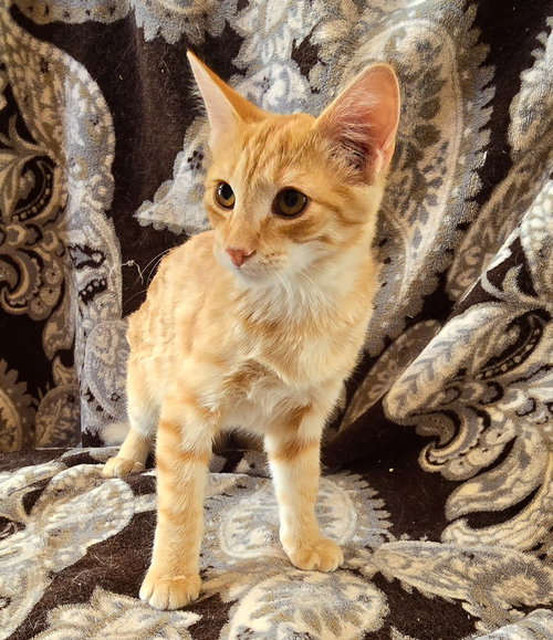 Photo 2 of Orangesicle