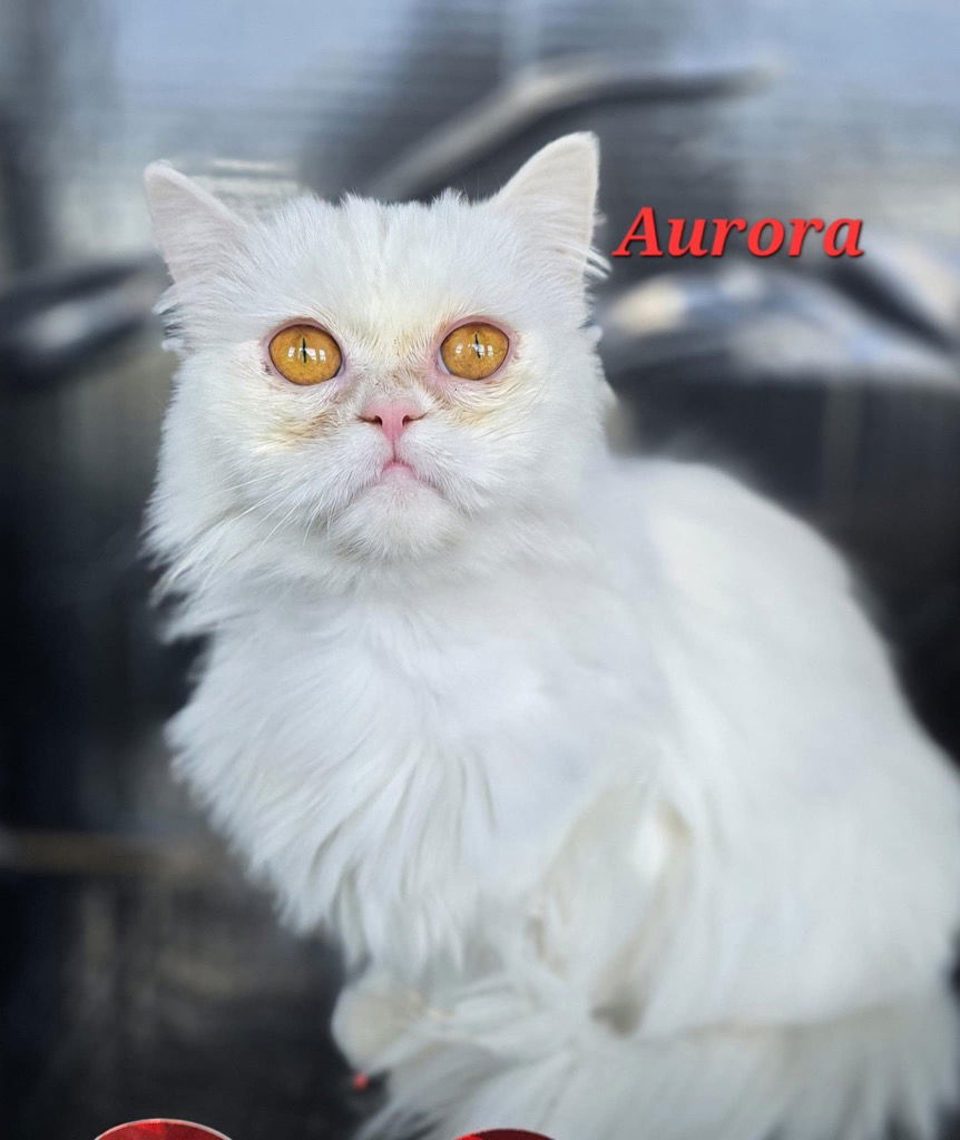 Aurora