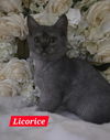 adoptable Cat in  named Licorice