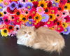 adoptable Cat in  named Carrot Cake