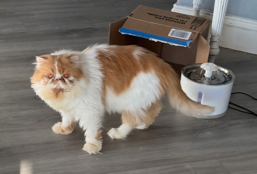 adoptable Cat in San Jacinto, CA named Shortcake
