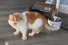adoptable Cat in  named Shortcake