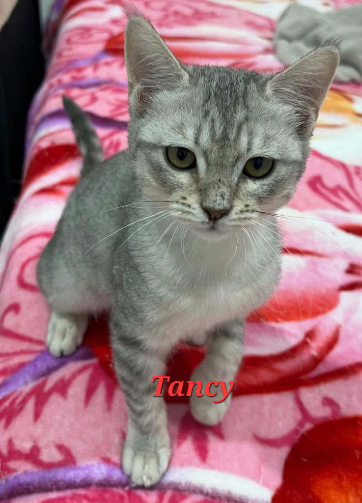Tansy