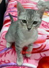 adoptable Cat in  named Tansy