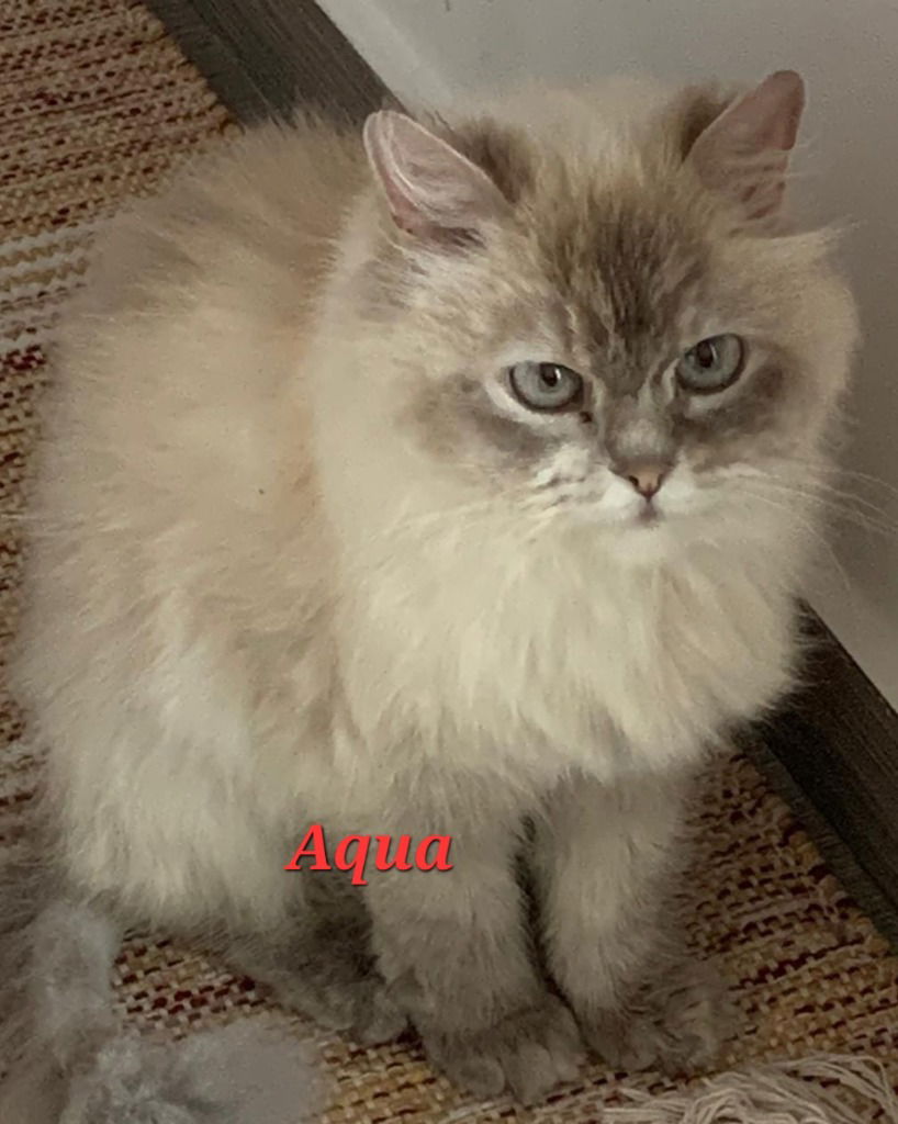 adoptable Cat in San Jacinto, CA named Aqua