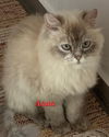 adoptable Cat in  named Aqua