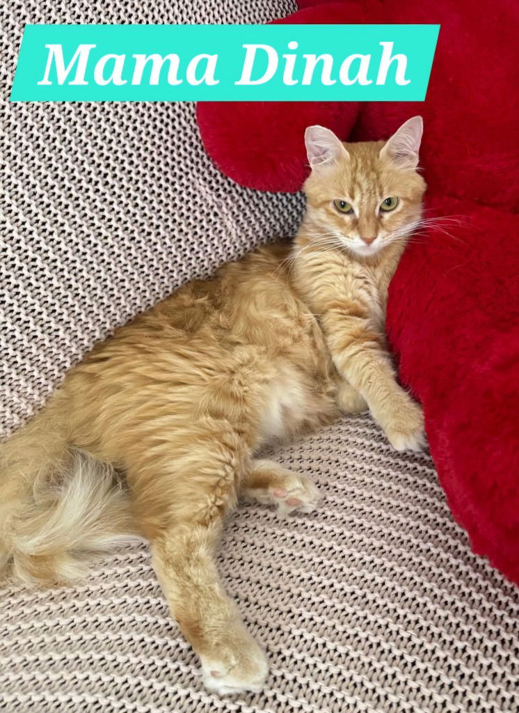 adoptable Cat in San Jacinto, CA named Dinah