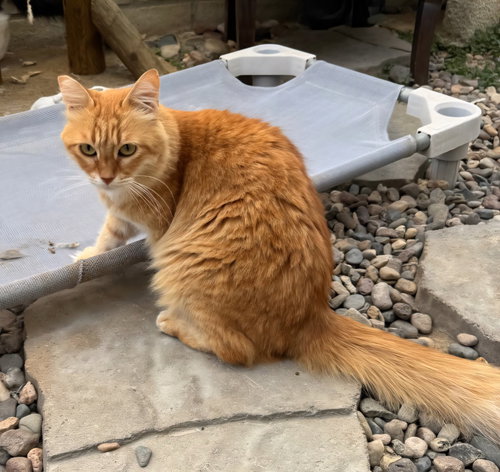 picture of the cat needing adoption