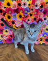 adoptable Cat in san jacinto, CA named Georgie