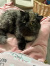 adoptable Cat in san jacinto, CA named Carla