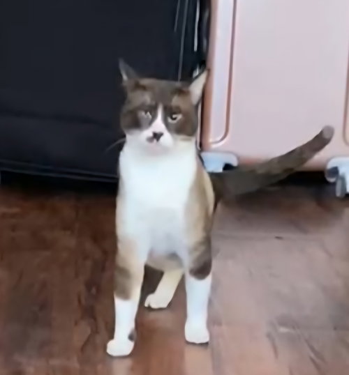 picture of the cat needing adoption