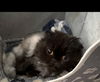 adoptable Cat in  named Clara