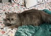 adoptable Cat in  named Bella