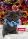 adoptable Cat in san jacinto, CA named Berry