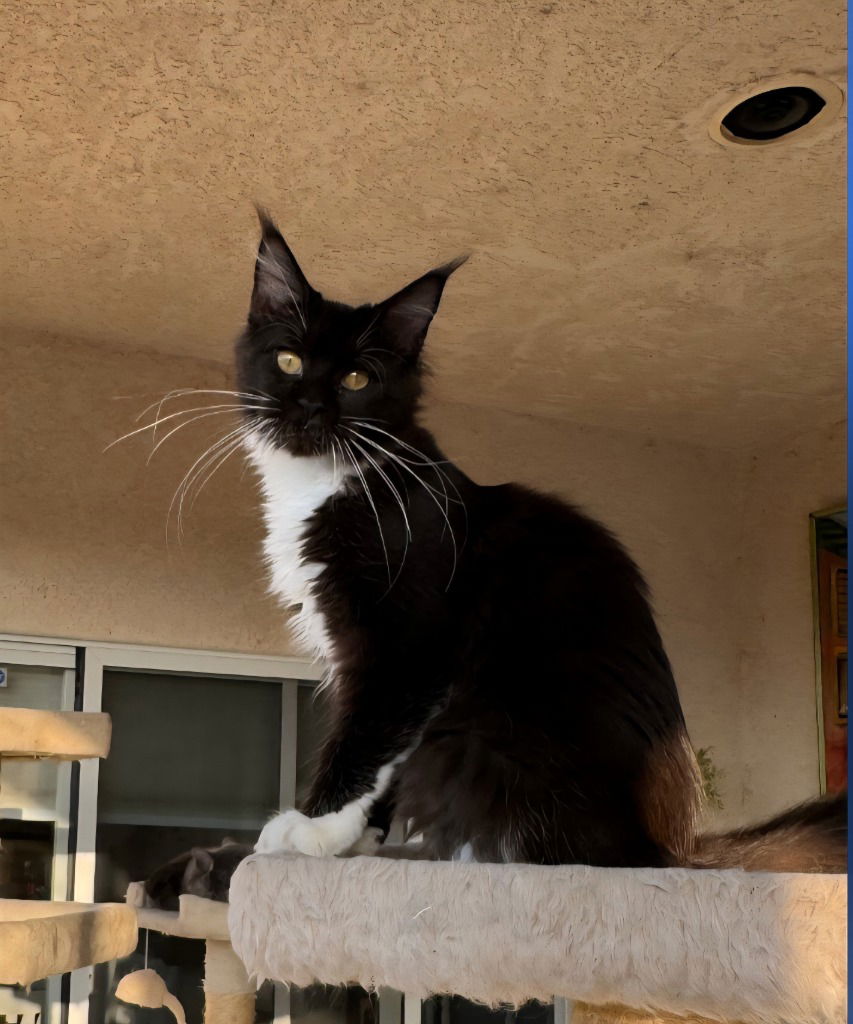 adoptable Cat in San Jacinto, CA named Cleo