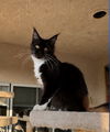adoptable Cat in san jacinto, CA named Cleo