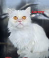 adoptable Cat in  named Aurora