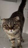 adoptable Cat in san jacinto, CA named Bonnie