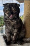 adoptable Cat in san jacinto, CA named Cinnamon