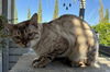 adoptable Cat in  named Phantom