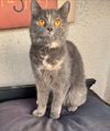 adoptable Cat in san jacinto, CA named Allie