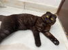 adoptable Cat in  named Tawny