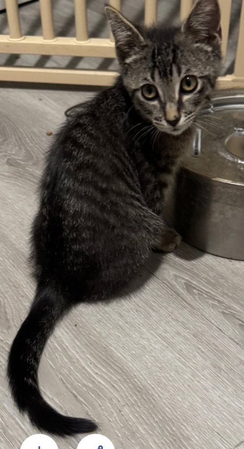 picture of the cat needing adoption