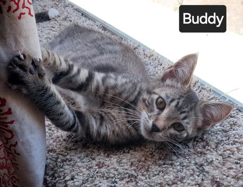 picture of the cat needing adoption