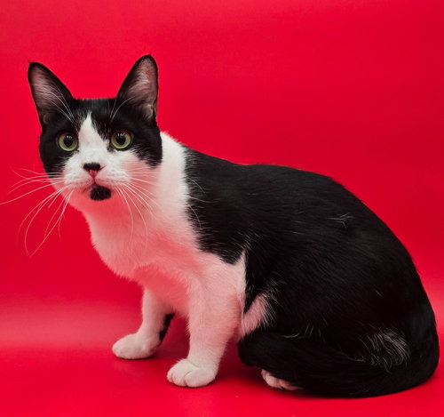 picture of the cat needing adoption