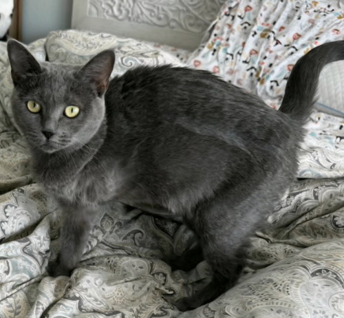 picture of the cat needing adoption
