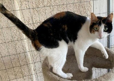 picture of the cat needing adoption