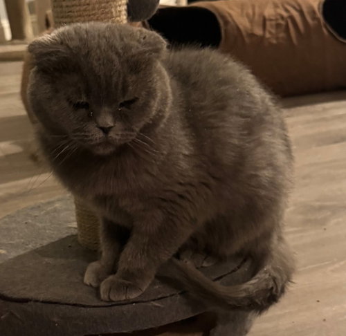 picture of the cat needing adoption