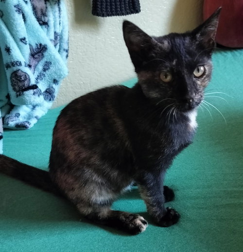 picture of the cat needing adoption