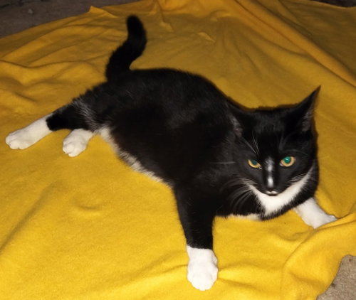 picture of the cat needing adoption