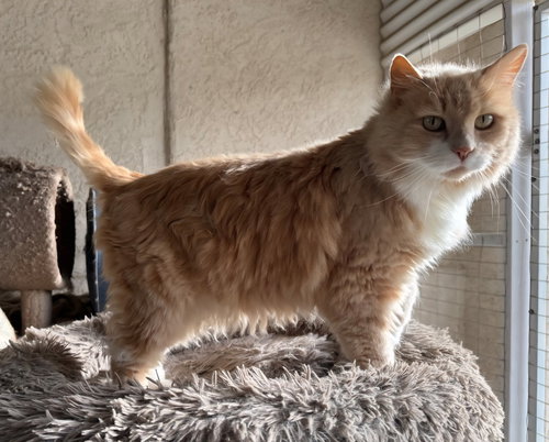picture of the cat needing adoption