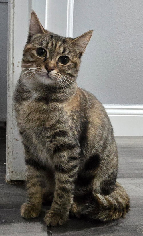 Rosie, Young Domestic Short Hair / Mixed, cat for adoption in Beaumont, California
