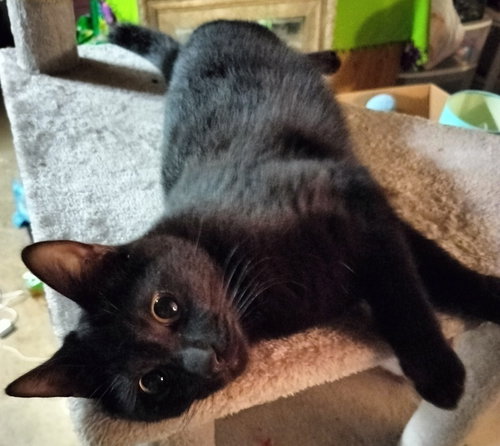 picture of the cat needing adoption