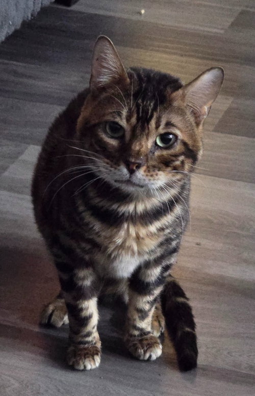 Tiger, an adoptable Bengal in San Jacinto, CA