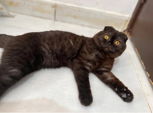 Tawny, Adult Scottish Fold, cat for adoption in Beaumont, California