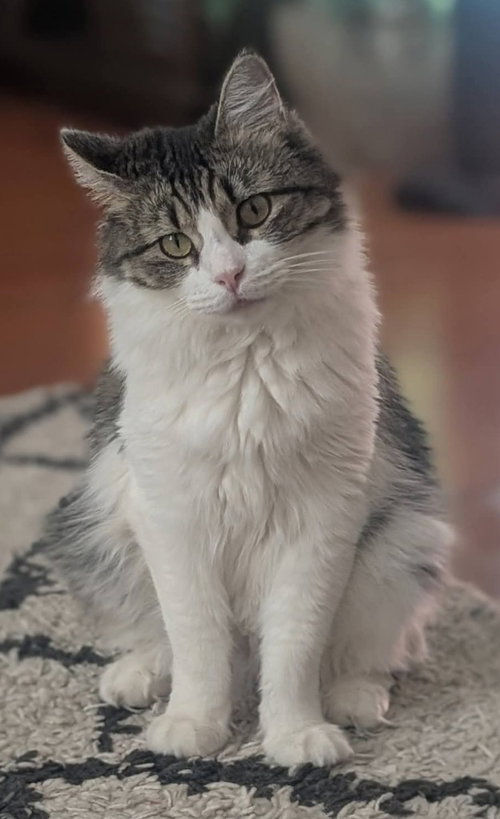 picture of the cat needing adoption